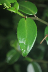 Peperomia macrostachyos