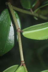 Peperomia macrostachyos