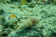 Phenatoma roseum