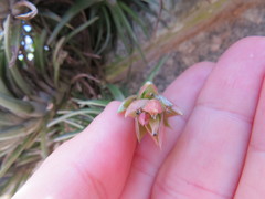 Tillandsia neglecta