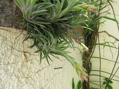 Tillandsia neglecta