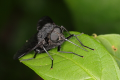 Fidena