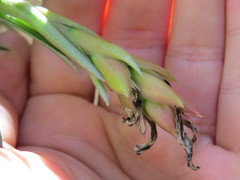 Tillandsia neglecta
