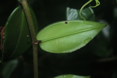Peperomia macrostachyos