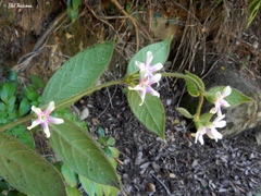Elytropus chilensis
