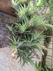 Tillandsia neglecta