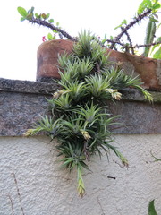 Tillandsia neglecta