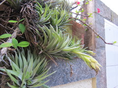 Tillandsia neglecta