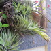 Tillandsia neglecta - Photo (c) Victor Farjalla Pontes, some rights reserved (CC BY), uploaded by Victor Farjalla Pontes