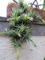 Tillandsia neglecta