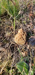 Morchella steppicola