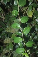 Peperomia macrostachyos