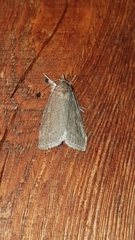 Nycteola asiatica