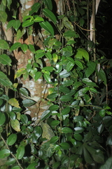 Peperomia macrostachyos