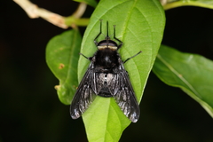 Fidena