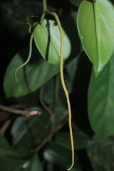 Peperomia macrostachyos
