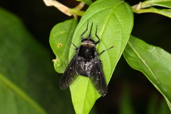 Fidena