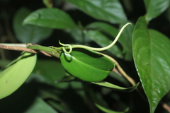Peperomia macrostachyos