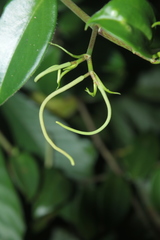 Peperomia macrostachyos