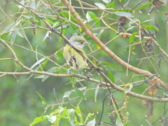 Pachyramphus viridis