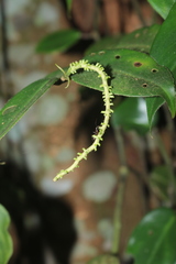 Peperomia macrostachyos