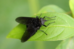 Fidena