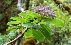 Hydrangea arguta
