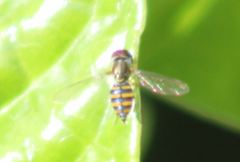 Toxomerus verticalis