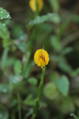 Zornia diphylla
