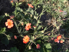 Geum quellyon