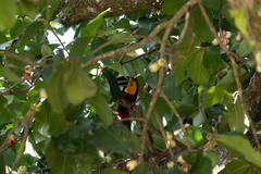 Ramphastos vitellinus