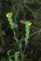 Zornia diphylla