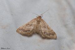 Idaea inclinata