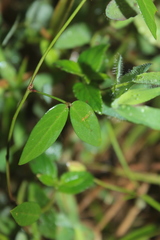 Zornia diphylla