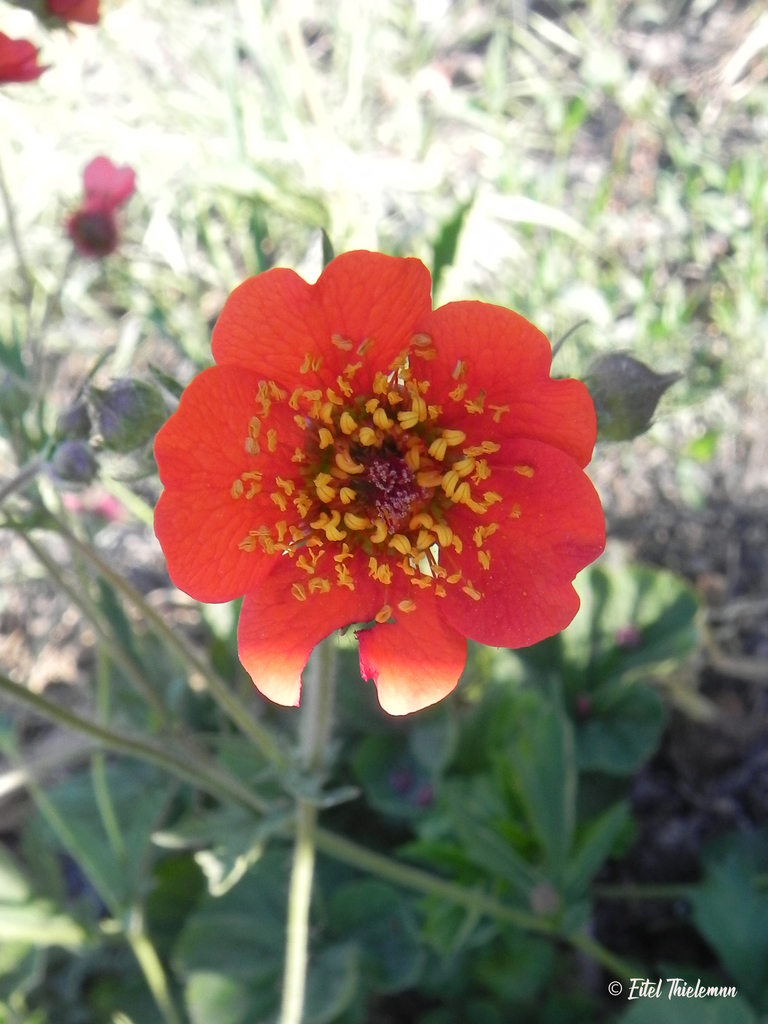 Chiloe Avens