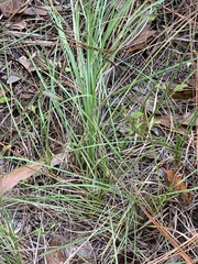 Rhynchospora fascicularis