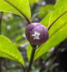 Palicourea apoda