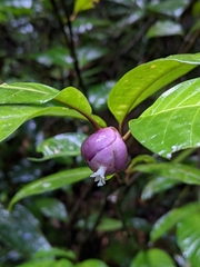 Palicourea apoda