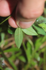 Zornia diphylla