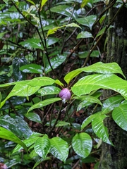 Palicourea apoda