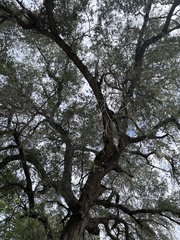 Quercus brandegeei