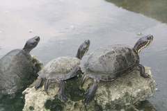 Trachemys decussata