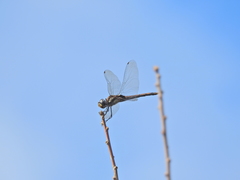 Tramea cophysa