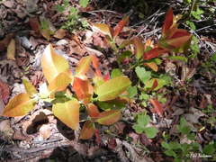Hydrangea serratifolia