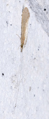 Leptocerus