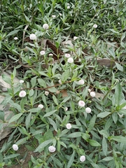 Spilanthes leiocarpa