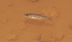 Luciobarbus sclateri