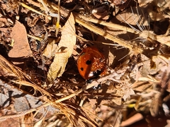 Coccinella algerica