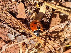 Coccinella algerica