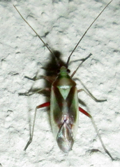 Stenotus